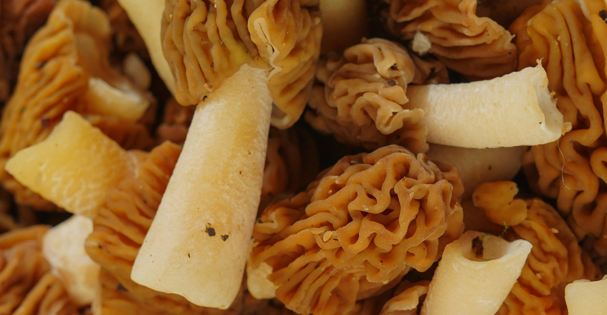 Morel Mushrooms